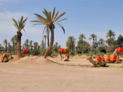 Riad Villa Wengé & Spa - image 8