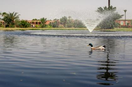 Pavillon du Golf -Palmeraie suites - image 10