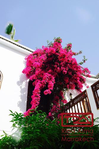 Riad Alma - image 5