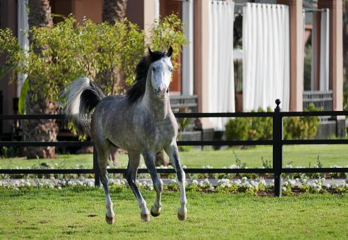 Selman Marrakech - image 6