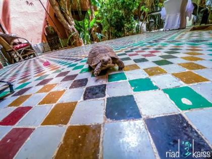 Riad Kaiss By Anika - image 13