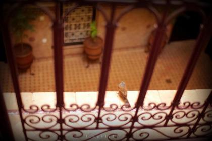 Riad Hôtel Marraplace - image 7