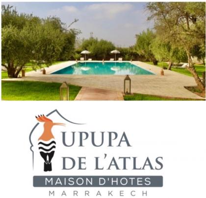 Upupa de l’Atlas - image 1