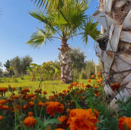 Villa with 4 Bungalows private garden swimming pool 30min from Marrakech - image 12